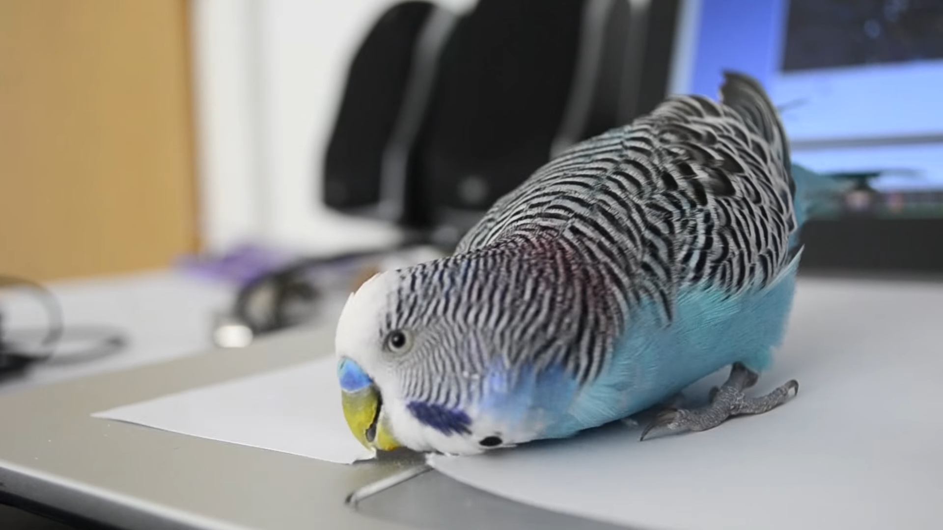 Why Do Birds Like Eating Paper